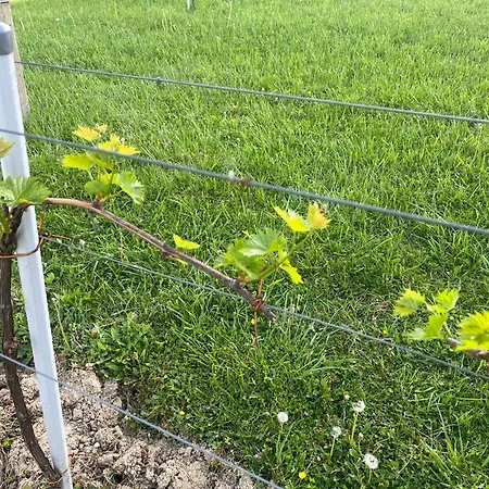 Apartman Apartma Zidanca Bele