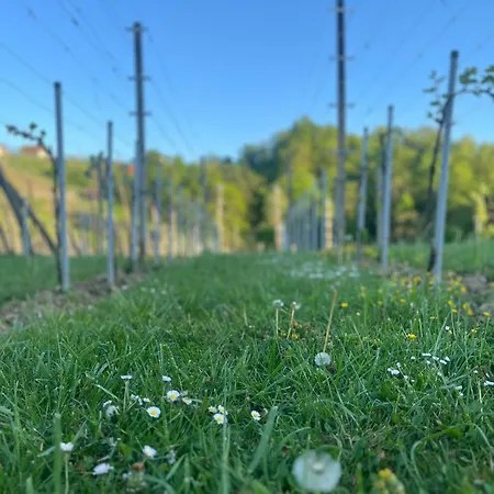 Apartma Zidanca Bele Dolenjske Toplice