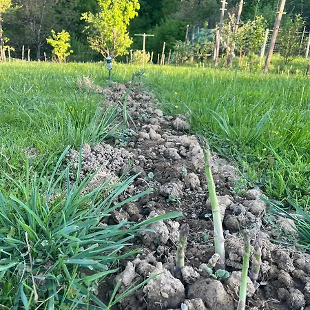 Apartma Zidanca Bele * Dolenjske Toplice