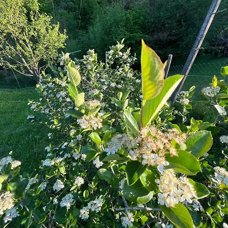 Apartma Zidanca Bele Dolenjske Toplice