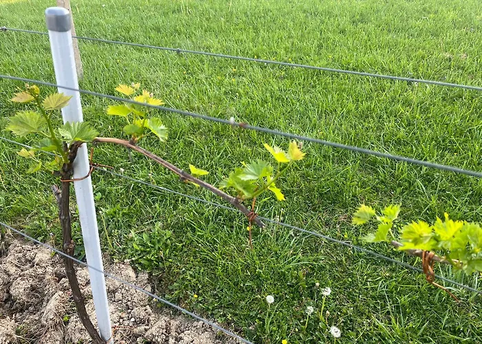 Appartamento Apartma Zidanca Bele