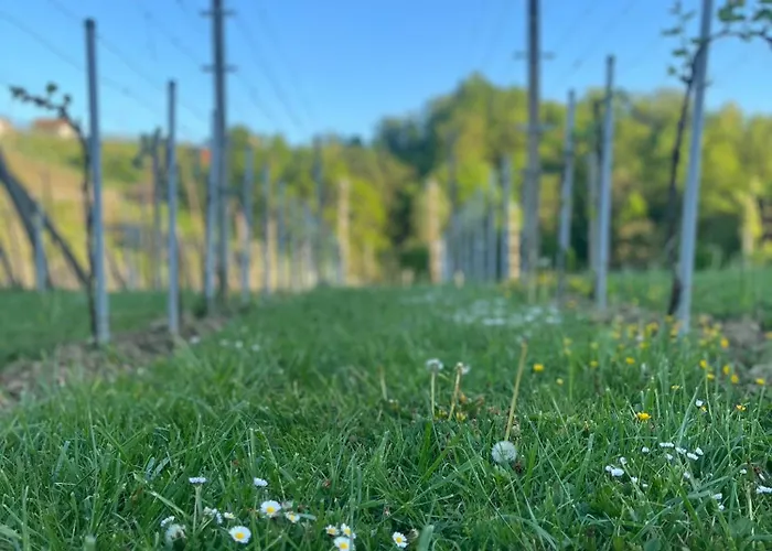 Apartma Zidanca Bele Dolenjske Toplice