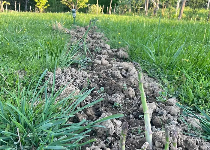 Apartma Zidanca Bele * Dolenjske Toplice