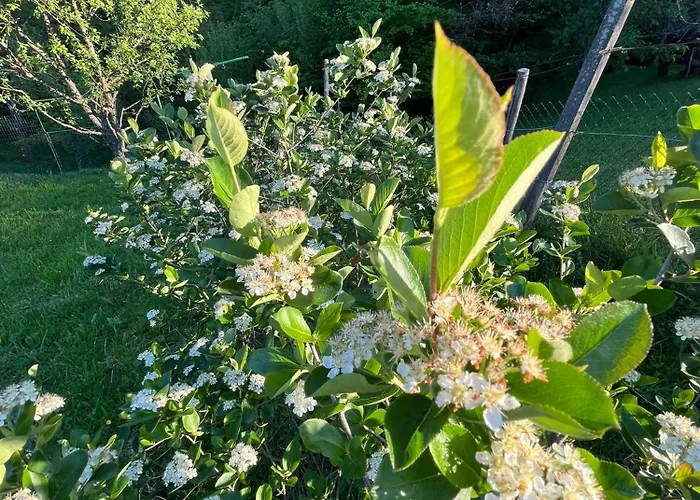 Apartma Zidanca Bele Dolenjske Toplice
